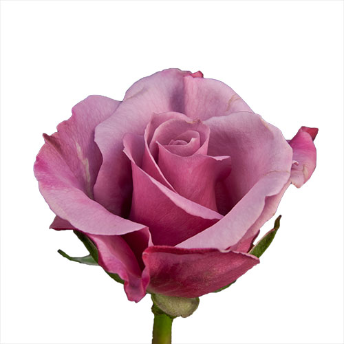 Rose Delilah Mauve 80 cm | Mayesh
