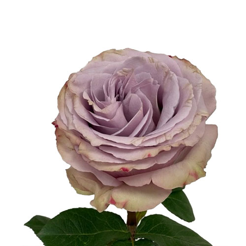 Rose Cooldown Lavender 60 cm | Mayesh