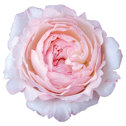 Rose Garden Keira David Blush 30 cm