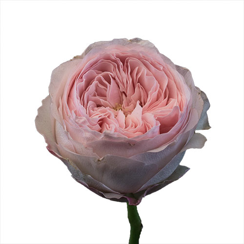 Rose Garden Mansfield Park Blush 40 cm