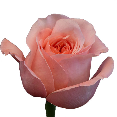 Rose Garden Pink X-pression Light Pink 70 cm | Mayesh