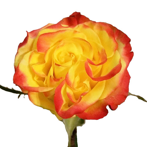 Ombre Yellow Red Roses Red Rose With Yellow Tips
