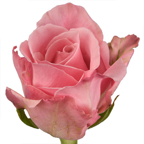 Rose Hot Escimo Pink 50 cm