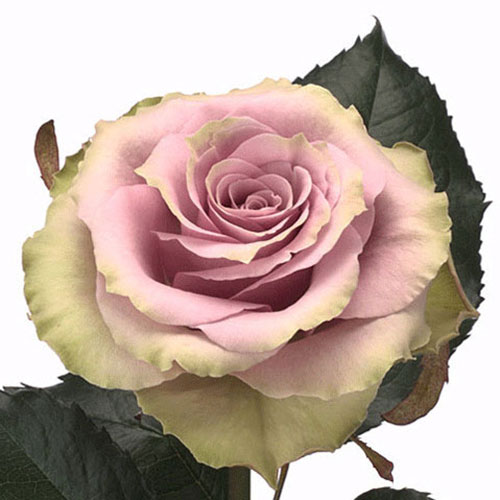 Rose Old Antique Lavender 50 cm