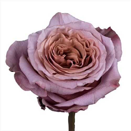 Rose Purple Moon Mauve 50 cm | Mayesh