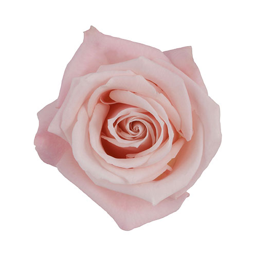 Rose Sweet Escimo Blush 50 cm
