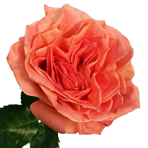 Orange Mesh Unitard – LOVE WILD ROSE