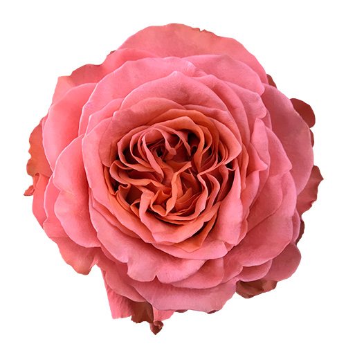 Rose Garden Coral X-pression Coral | Mayesh