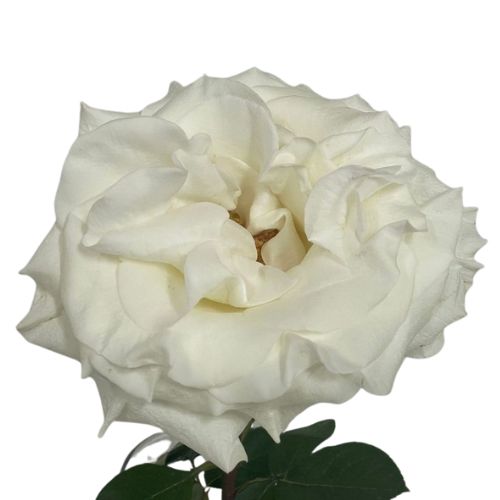 Rose Garden Claire De Lune White | Mayesh