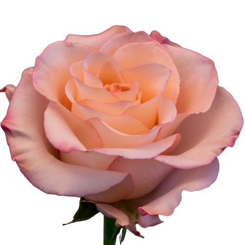Rose Rhoslyn (aka Cielo aka La Vie En Rose) Pale Pink 40 cm | Mayesh