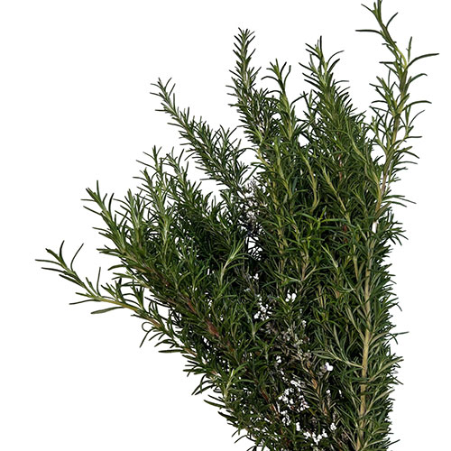 Plant Rosemary Green 4
