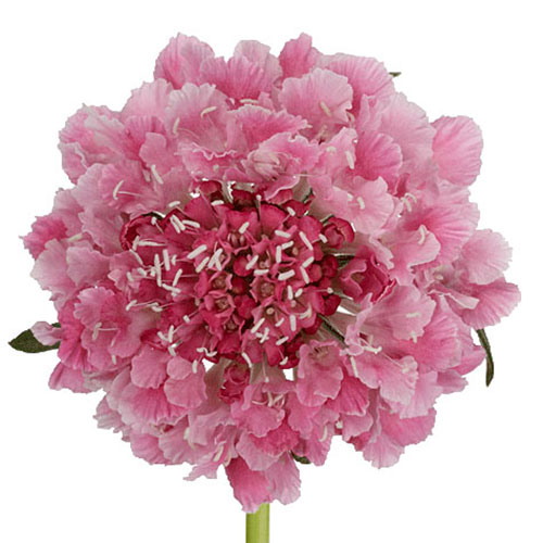 https://www.mayesh.com/backend/files/flowers/scabiosa-cotton-candy-scoop-pink.jpg