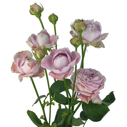 Leandra Spray Roses Lavender Spray Rose