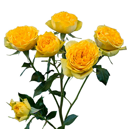 Golden Spray Roses Yellow Spray Roses