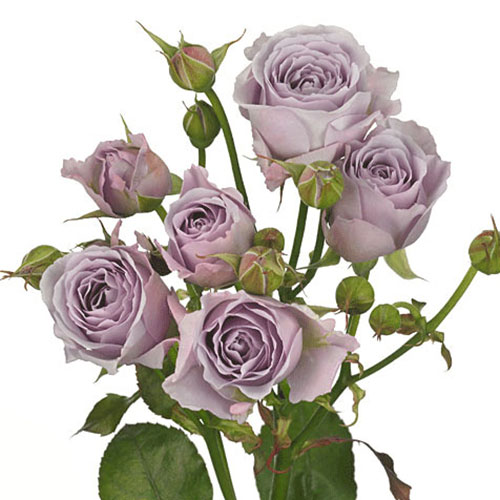 Leandra Spray Roses Lavender Spray Rose