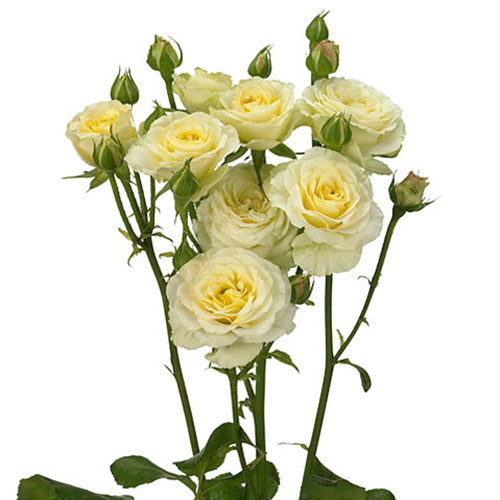 Yellow Spray Roses