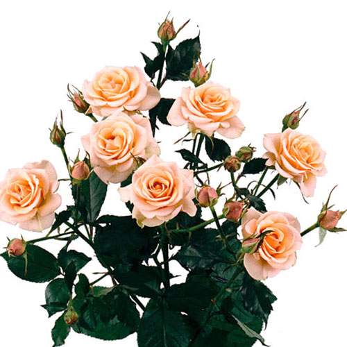 Apricot Spray Roses Peach Spray Roses