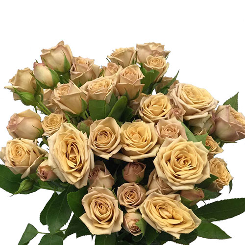 https://www.mayesh.com/backend/files/flowers/spray-rose-sahara-beige.jpg