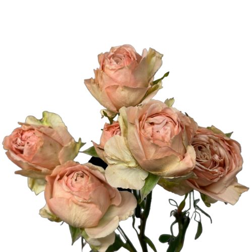 Spray Rose Garden Be Generous Light Peach 40 cm | Mayesh