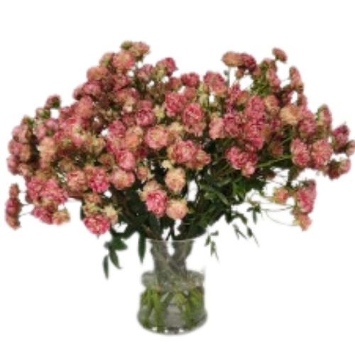 Spray Rose Garden Gypsy Cherry Dark Pink | Mayesh