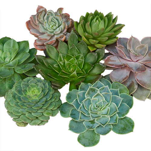 garden seeds online 10 Essential Garden Seeds — Free with Shipping main image 1