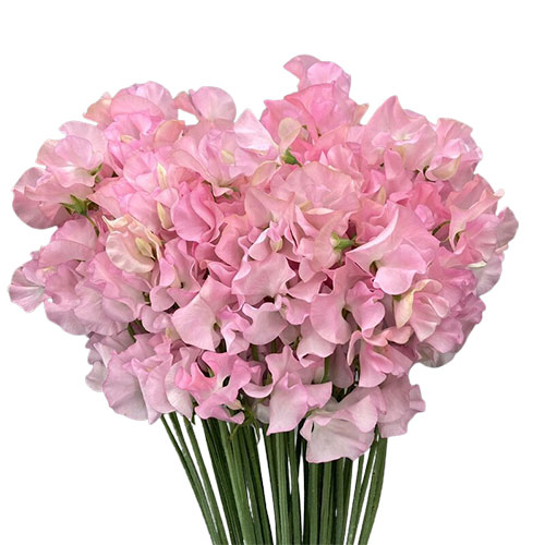 【N.570】ハンドメイドブレスレット　薔薇　淡水パール　ピンク　ドライフラワー Sweet Pea Japan Angel Kiss Pink | Mayesh
