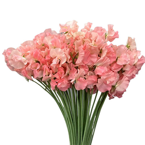 ※購入不可※【むしぱん】Sweet Pea Bフープ Sweet Pea Japan Mimi Peach | Mayesh