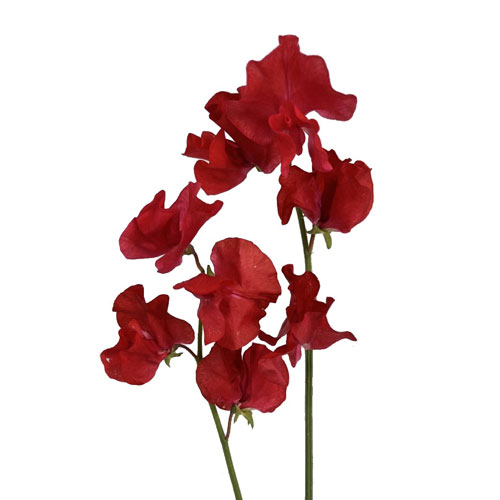 ※購入不可※【むしぱん】Sweet Pea Bフープ Sweet Pea Japan Red | Mayesh