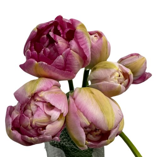 Tulip French Double Pinza Pink | Mayesh
